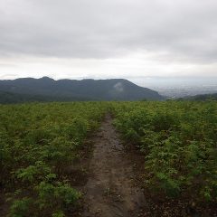 厚い雲が低く垂れ込めた農場のローズ畑