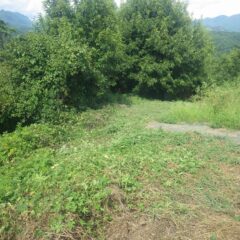 先ずは畑の周囲の草刈り作業