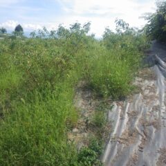 畑の中も雑草で覆われてしまっています