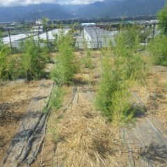 除草作業の終わっているティートゥリー畑