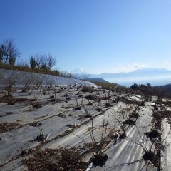 剪定の終わったローズ