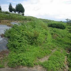農場の通路がまた雑草で覆われてしまいました