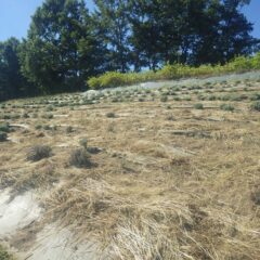 除草作業の終わったラベンダー畑の雑草は完全に干し草になっています