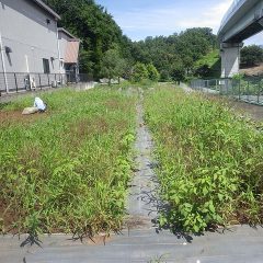 梅雨明けは嬉しいけれど炎天下の除草作業は大変です
