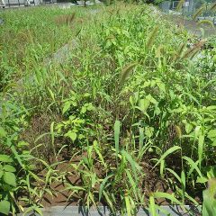雨続きの梅雨で事務局横の畑は雑草まみれになってしまいました