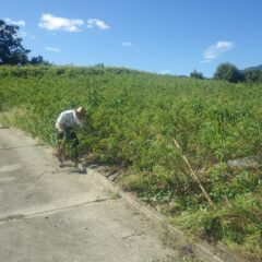 炎天下の中でローズ畑では今日も除草作業中
