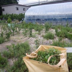 夕方までに何とか花柄切りが終了しました