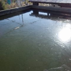 農場にある水槽には厚い氷が張っています
