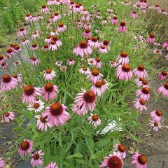 雨の中で夏の花エキナセアが咲いています