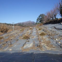 ローズ畑の剪定作業