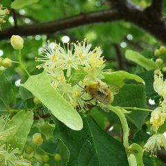 雨の中でもミツバチは蜜集めに大忙し！