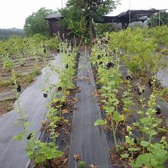 ブラックマロウも満開です