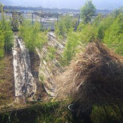 ティートゥリー畑の草片付け作業