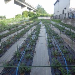 支柱を立てて準備完了
