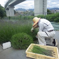 刈り取り作業を開始しました