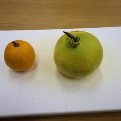 先日収獲したオレンジとグレープフルーツを切ってみました