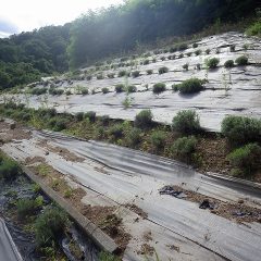 農場のラベンダー・アングスティフォリアは順調に収穫・蒸留作業が進んでいます