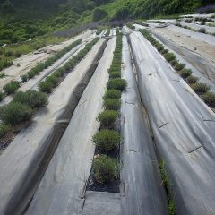 残りは畑の隅にあと僅かに残るばかりです