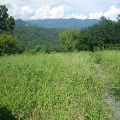 農場のカモマイル・ジャーマン畑は長梅雨で除草作業が出来ず叢になってしまいました