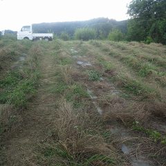 雑草の草刈り作業をしました