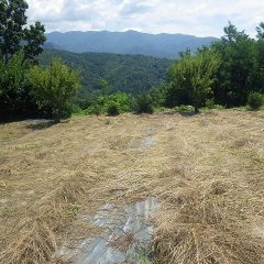 先日刈った草はカラカラに乾いています