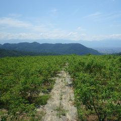 台風が接近していますが朝から晴れ渡った農場のローズ畑