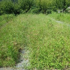 叢と化してしまったカモマイル・ジャーマン畑の草刈り作業の続きをしました
