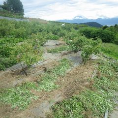 朝には雨が上がり蒸し暑くなったローズ畑では除草作業が続いています