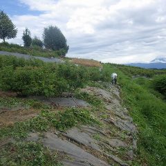 サウナの中で除草している様な厳しい作業が夕方まで続いています