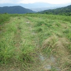 続いてはこちらの畑