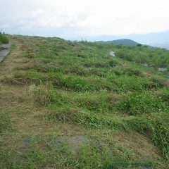 カモマイル・ジャーマン畑の草刈り作業終了