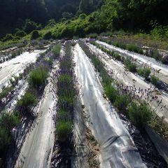 そしてラベンダー畑に日が落ちて行きます