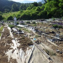 ラベンダー畑では猛暑の中で除草作業が行われています