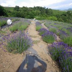 今日の甲府の気温は32℃、地獄の作業は続きます