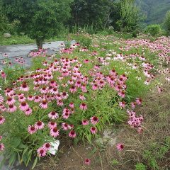 雨の中で満開を迎えているエキナセア