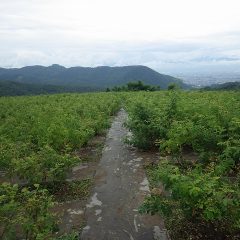 雨続きのローズ畑