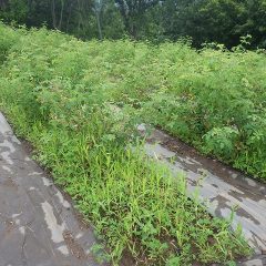 雑草は長雨が水を得た魚のように生き生きと伸びてしまいました