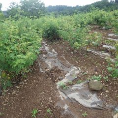 梅雨の晴れ間を見つけては除草して綺麗に除草したローズ畑