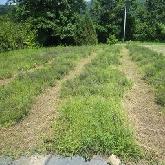 通路の草刈りをしたタイム・ブルガリス畑
