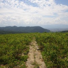 今日も朝から気温がグングン上がる農場のローズ畑