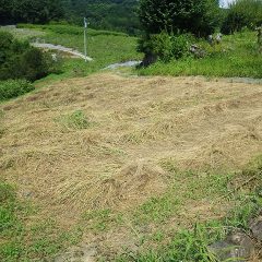 こちらの畑も完全に干されています