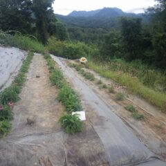 エキナセア畑では夕方まで作業が続けられています
