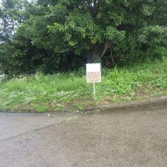 ここまで刈った時、急に雷鳴が轟き大粒の雨が降って来ました