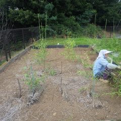 事務局前のユーカリ・レモン畑の除草作業中