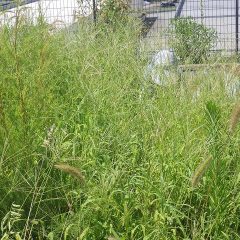 猛暑日の続く事務局前のティートゥリー畑では除草作業中