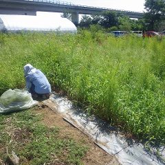 今日も朝からカンカン照りのなか、除草作業が続けられています