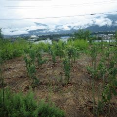 朝から雨の事務局前のローズ畑