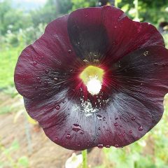 ブラックマロウは雨の中でも大輪を開いています