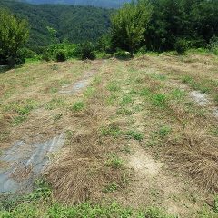 カモマイル・ジャーマン畑の刈り取った草の片付けをしました