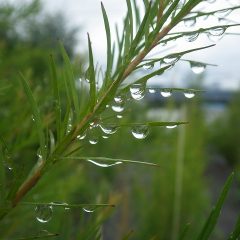 ティートゥリーの葉にいくつもの雨粒がぶら下がり重そうです